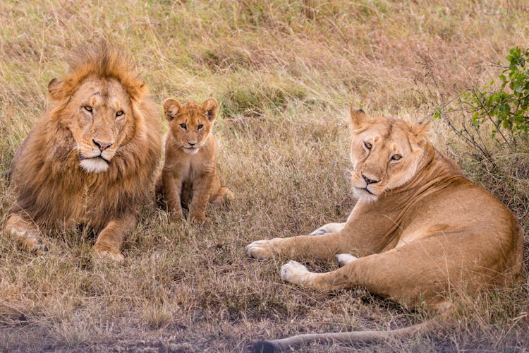 Lion Family Lying On Lush Grass In Safari