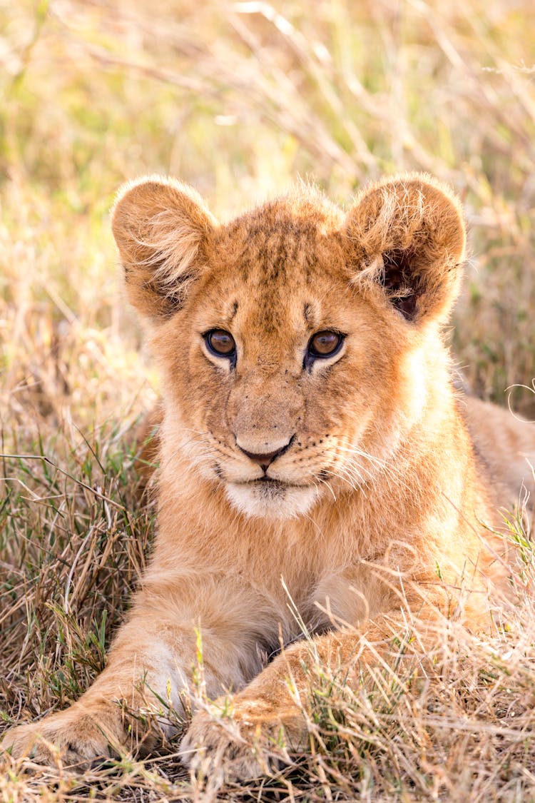 Small Lion Resting On Grass In Savannah