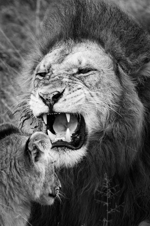 Black and white of strong lion demonstrating pointed fangs near small predator in safari