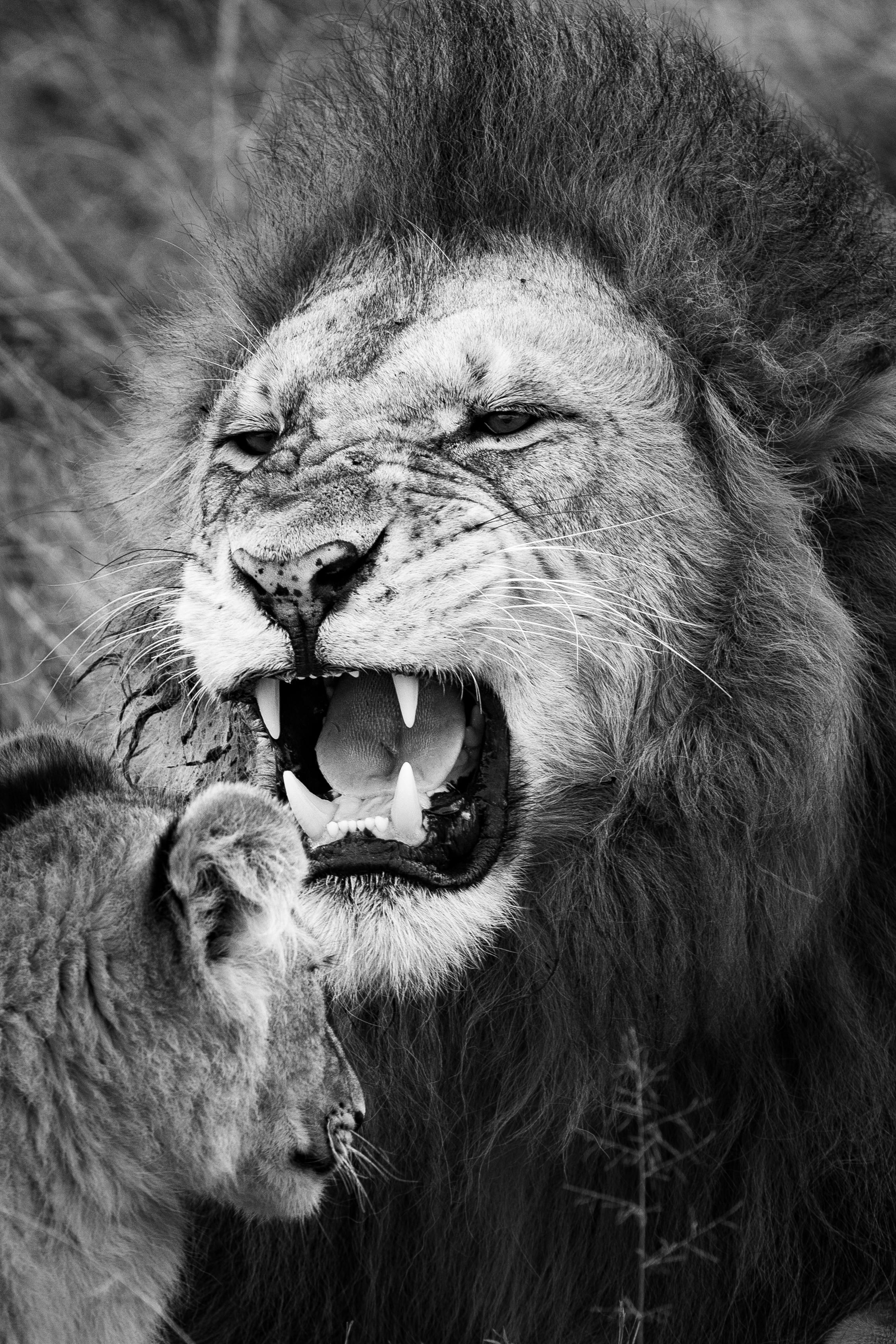 baby lion pictures black and white