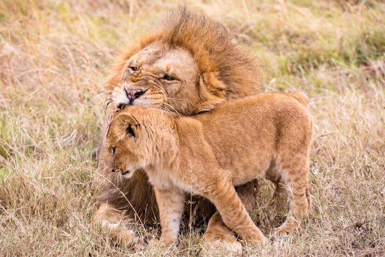 Lion Biting Baby On Grass In Savannah