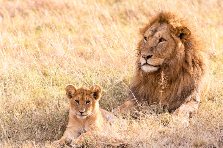 Strong Lion With Small Predator Resting In Safari