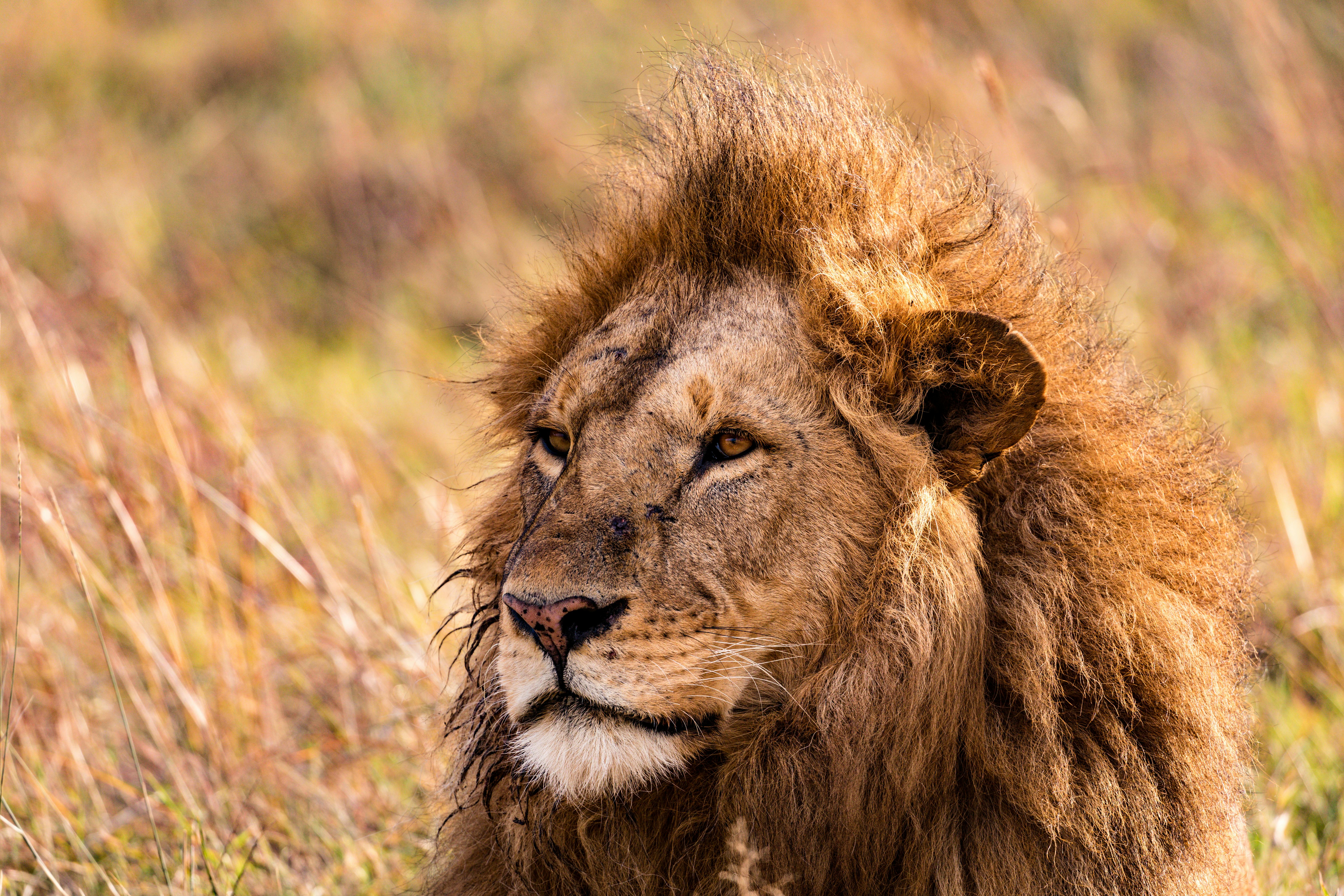 What animal has the most powerful punch?