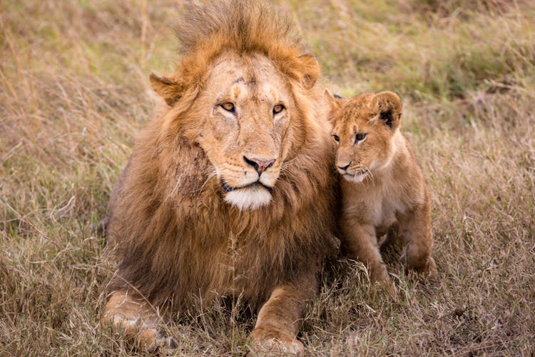 Powerful Lion With Baby Resting On Meadow In Safari