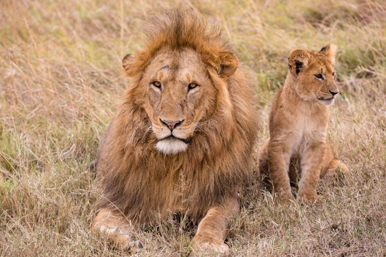 Strong Lion With Little Predator Resting On Meadow In Savannah