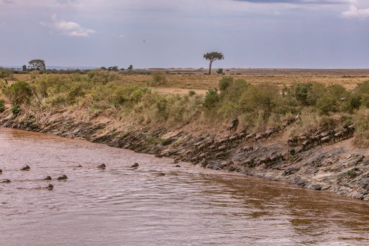 Wildebeests Crossing River In Wild Nature