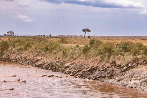 Confusion of wildebeests crossing deep vast river during great migration in savanna in Africa