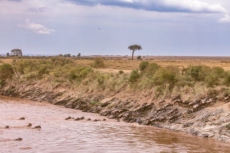 Wild Antelopes Crossing River In Wild Nature