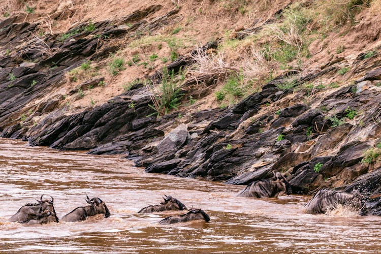 Wild Gnus Crossing Deep River In Africa