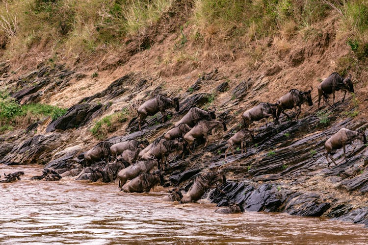 Wild Antelopes Gnus Crossing River In Nature