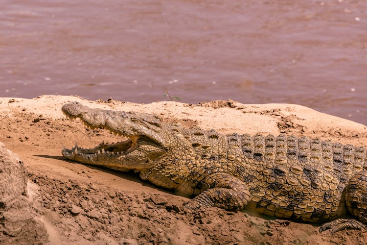 Crocodile Lying On Sandy River Shore