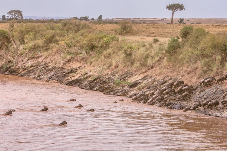 Wild Gnus Swimming In Muddy River In Savanna