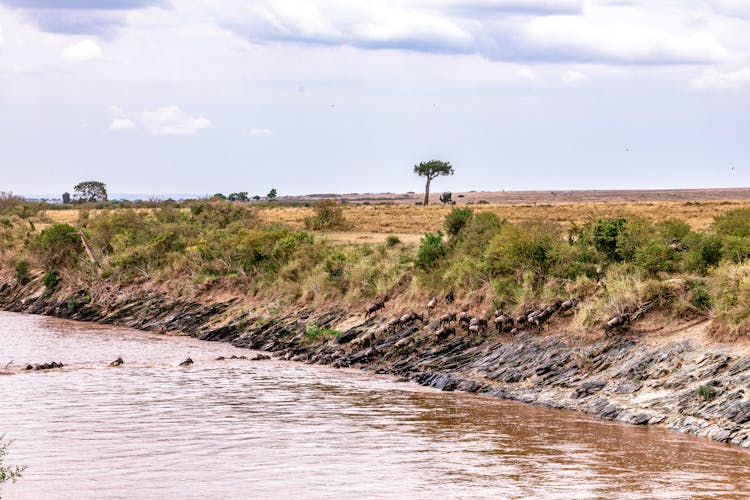 Wild Antelopes Gnus Swimming Across Muddy River In Africa
