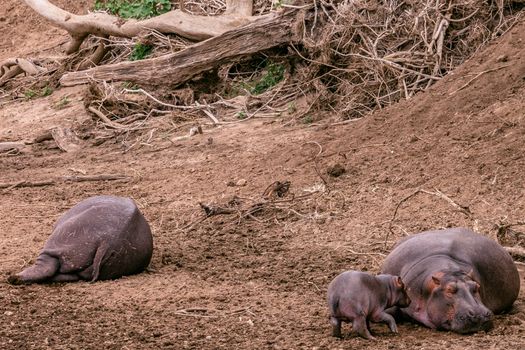 Bloat of hippopotamuses with small baby hippo lying on ground near dry branches and logs in wild nature in reserve