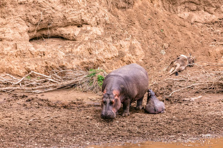 Hippopotamus With Baby On Wet Shore