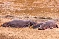 Bloat of big hippopotamus with small baby lying on sandy shore near rippling lake in national park in wild nature