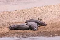 Hippopotamuses lying near calm river