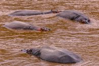 Bloat of wet big wild hippopotamuses swimming in lake and immersing hands in water in wild nature in national park