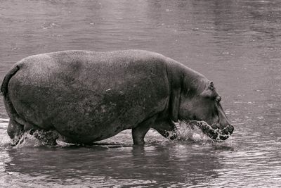 Hippopotamus