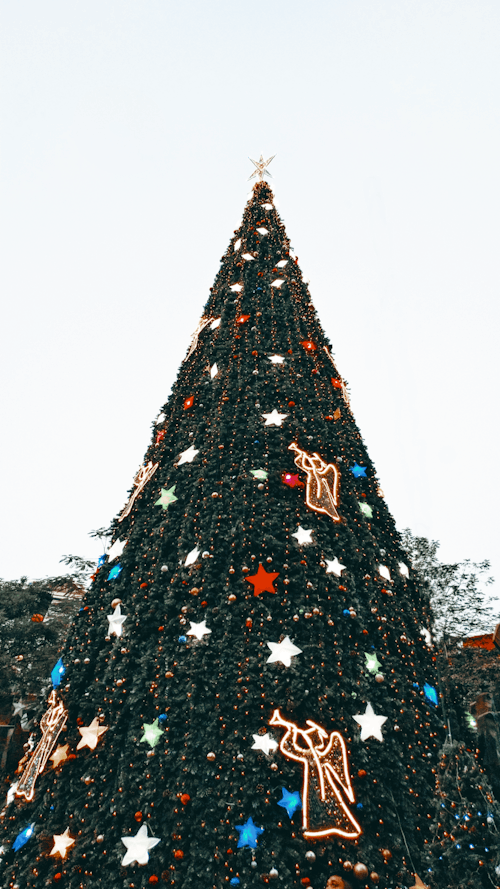 Foto profissional grátis de alto, árvore de Natal, céu branco