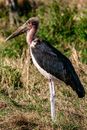 Marabou wading stork with black wings standing on grassy savanna with green bushes in sunny wild nature on blurred background