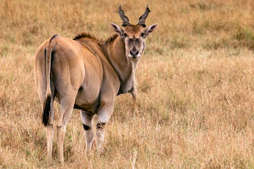 Wild antelope Kanna with mane on withers and crest and brown fur with spiral horns standing on grassy terrain in wild nature