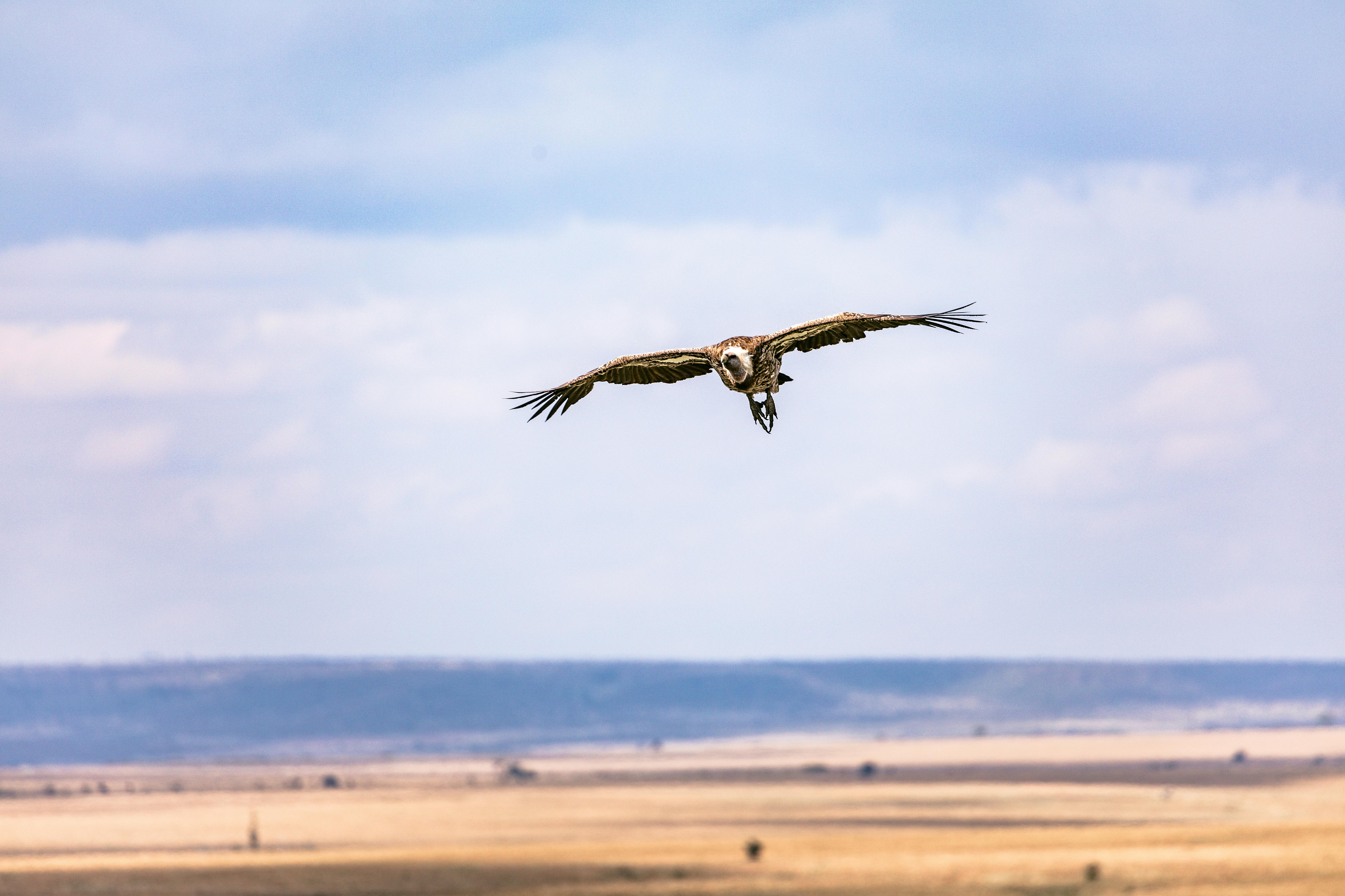 Vautour en vol libre planant au-dessus d'un paysage naturel verdoyant