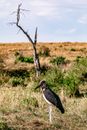 Marabou stork wading bird with black wings standing in grassy savanna with leafless tree against cloudy sky in wild nature
