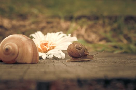 A snail crawls across wood near a daisy and shell, set in natural surroundings.