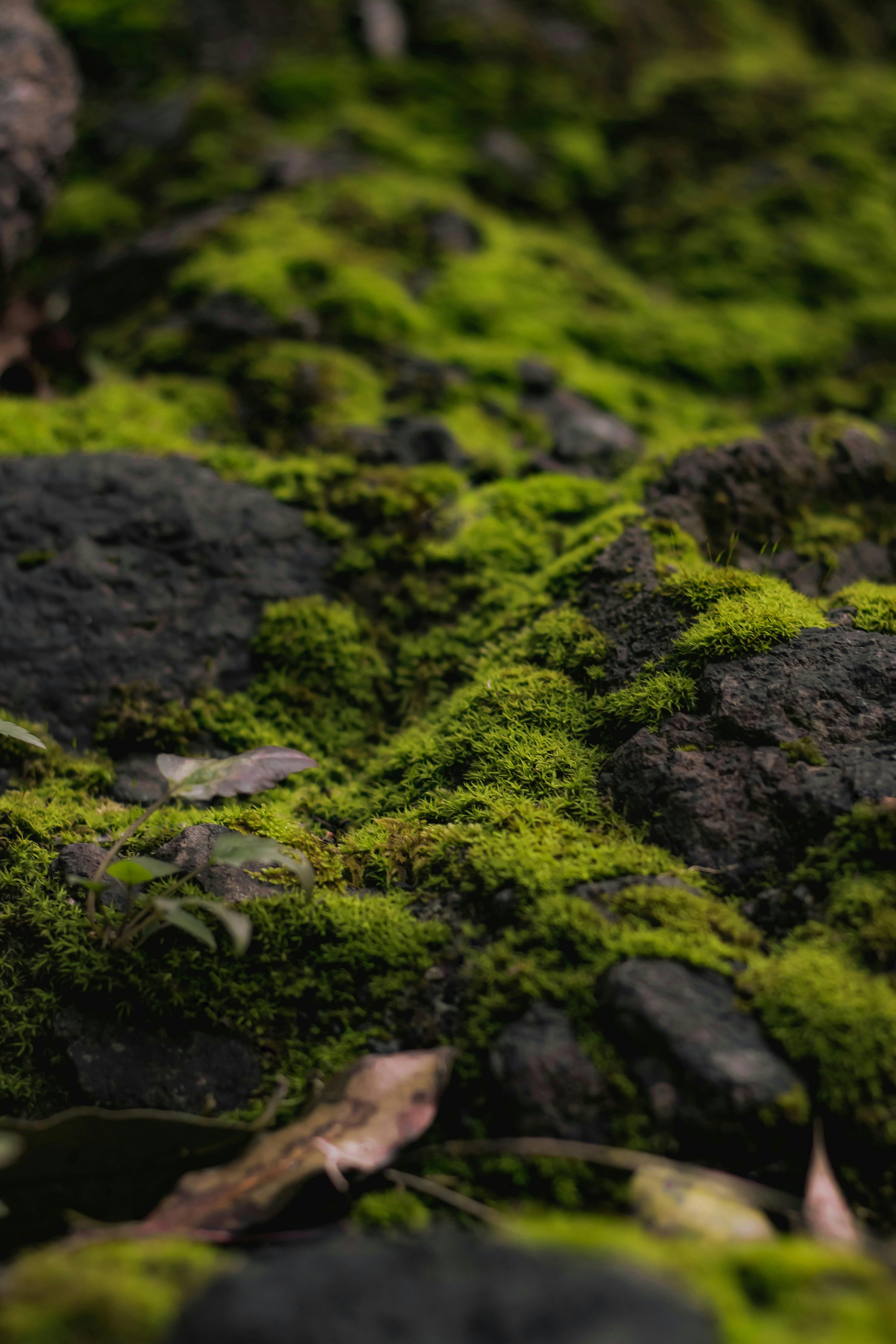 Start-up develops maintenance-free, evergreen moss façades for a