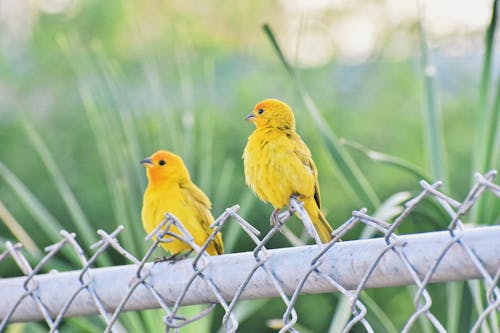 Gratis stockfoto met beest, fotografie van vogels, geel