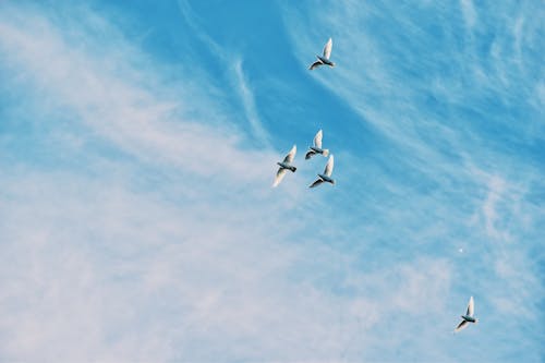Gratis stockfoto met blauwe lucht, fotografie van vogels, lage hoek schot