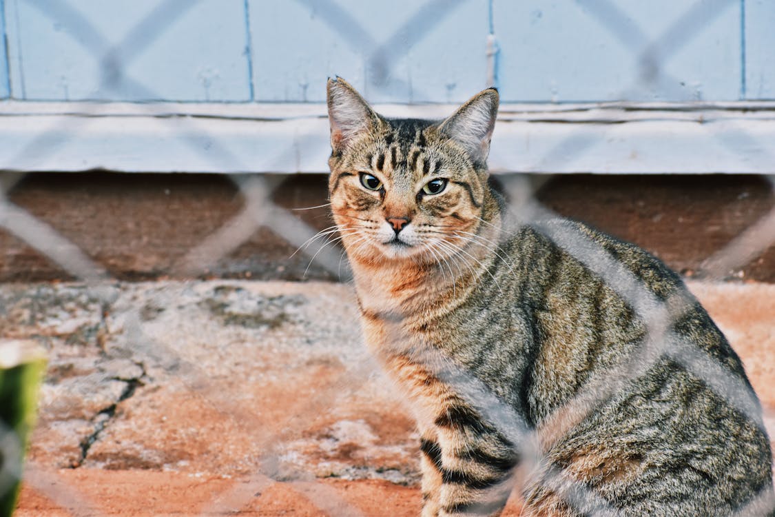 Kostenloses Stock Foto zu boden, drahtzaun, hauskatze