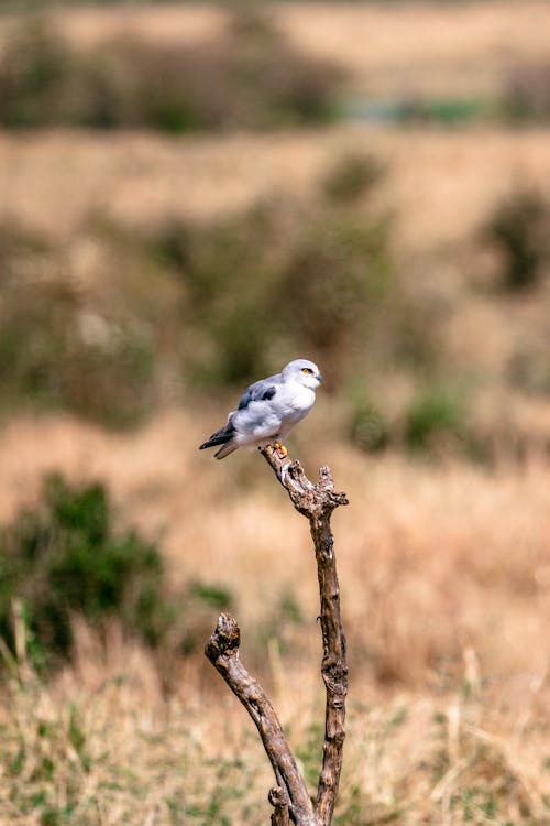 White tailed kite bird with white plumage sitting on wooden stick in wild nature with green bushes on blurred background