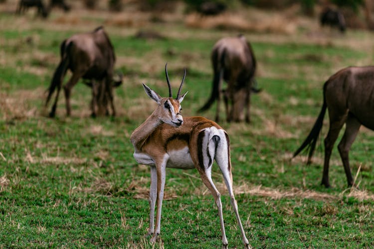 Thompson Gazelle On Grassy Meadow With Animals