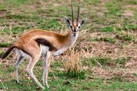 Small Thompson gazelle on grassy meadow