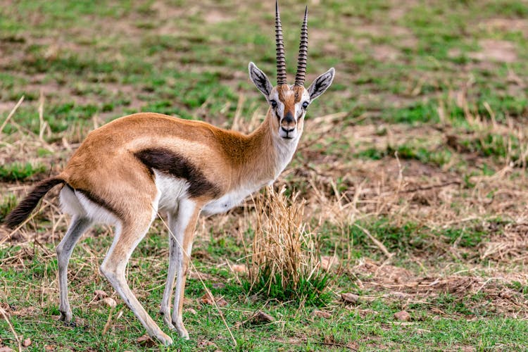 Small Thompson Gazelle On Grassy Meadow