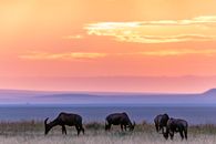 Group of wildebeests pasturing on grassy meadow