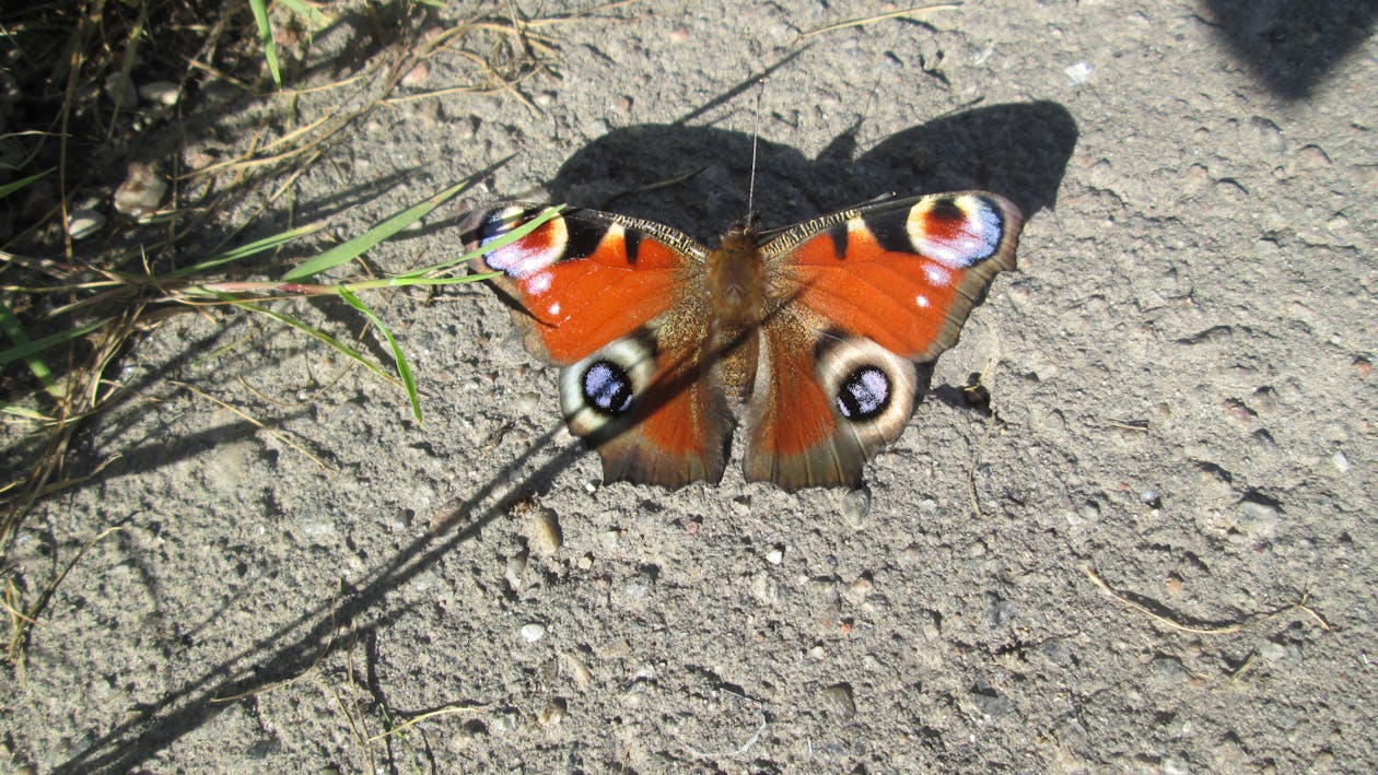 Free Gratis arkivbilde med sommerfugl Stock Photo
