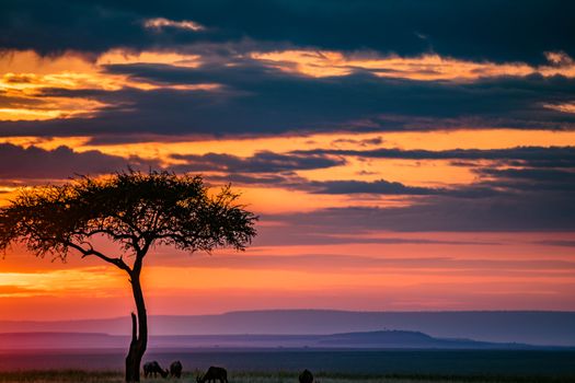 Silhouettes of wild gnus grazing near tree on spacious lush savanna under spectacular evening sky