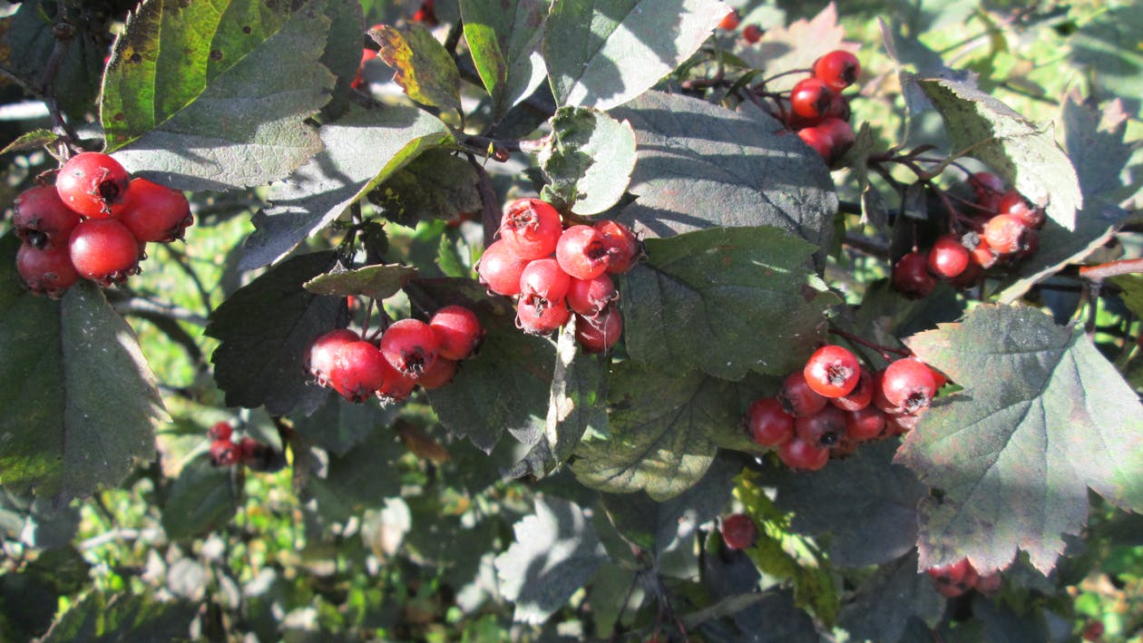 crataegus, kırmızı meyveler içeren Ücretsiz stok fotoğraf