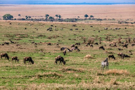 Wildebeests and zebras grazing on vast grassy meadow