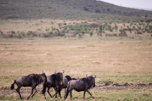 Wildebeests walking on grassy savanna terrain