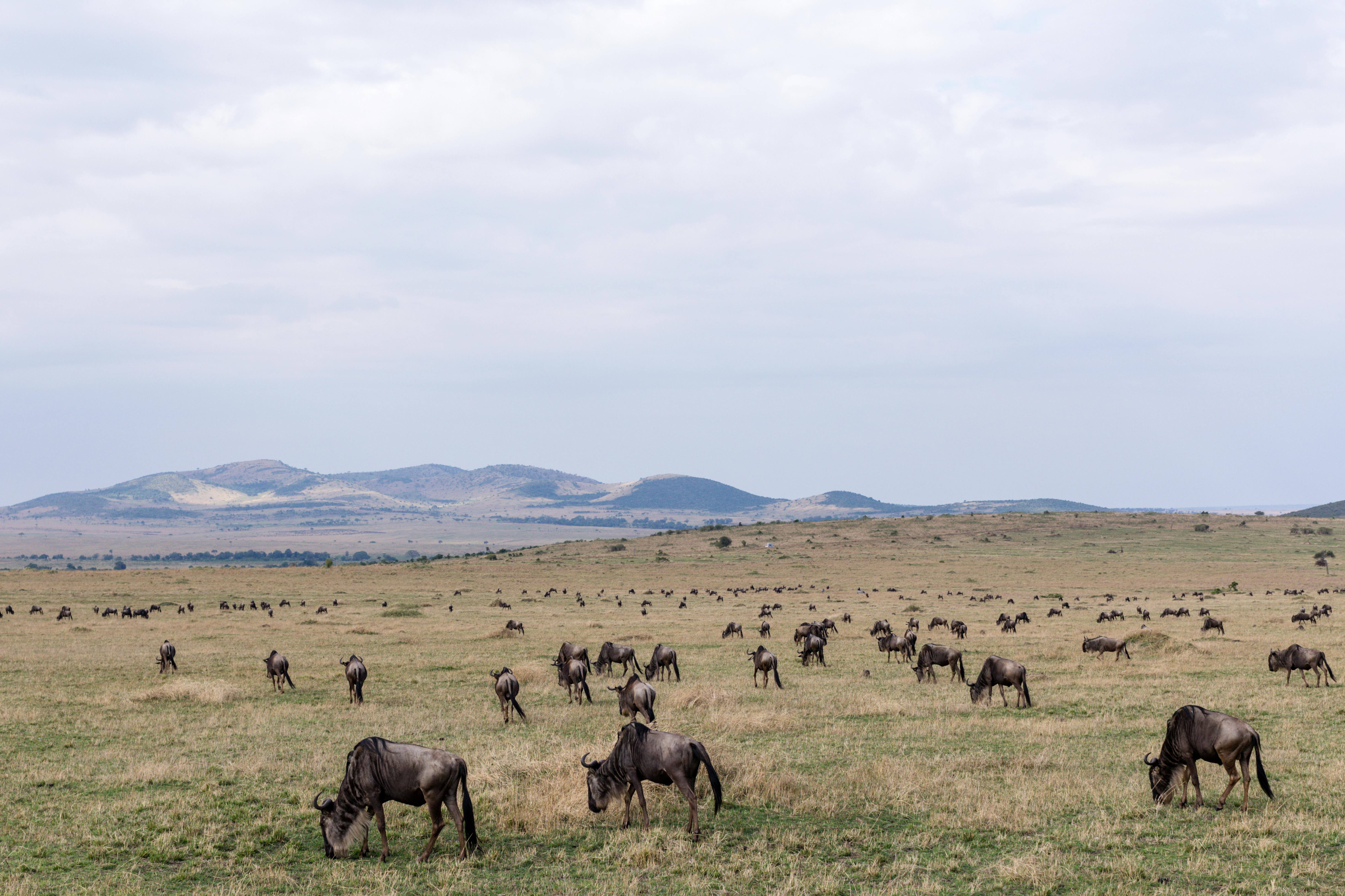 Wild giraffes standing in green field near bushes · Free Stock Photo