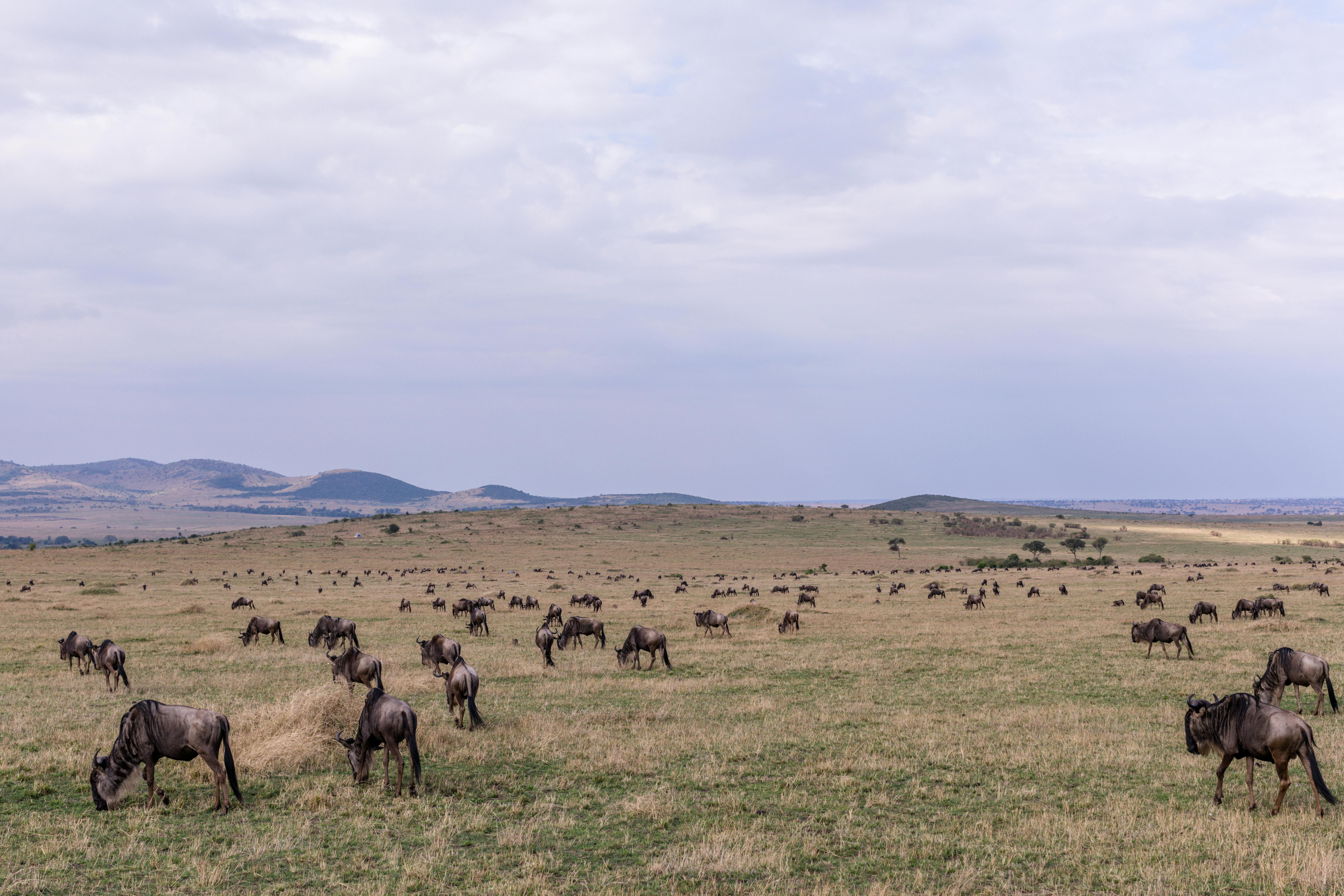 Wildebeests grazing on grassy hilly terrain · Free Stock Photo