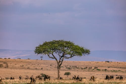 Free Herd of blue wildebeest grazing in field in savanna Stock Photo