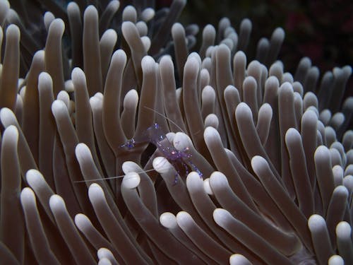 Foto d'estoc gratuïta de Anemone de mar, anthozoa, crustaci