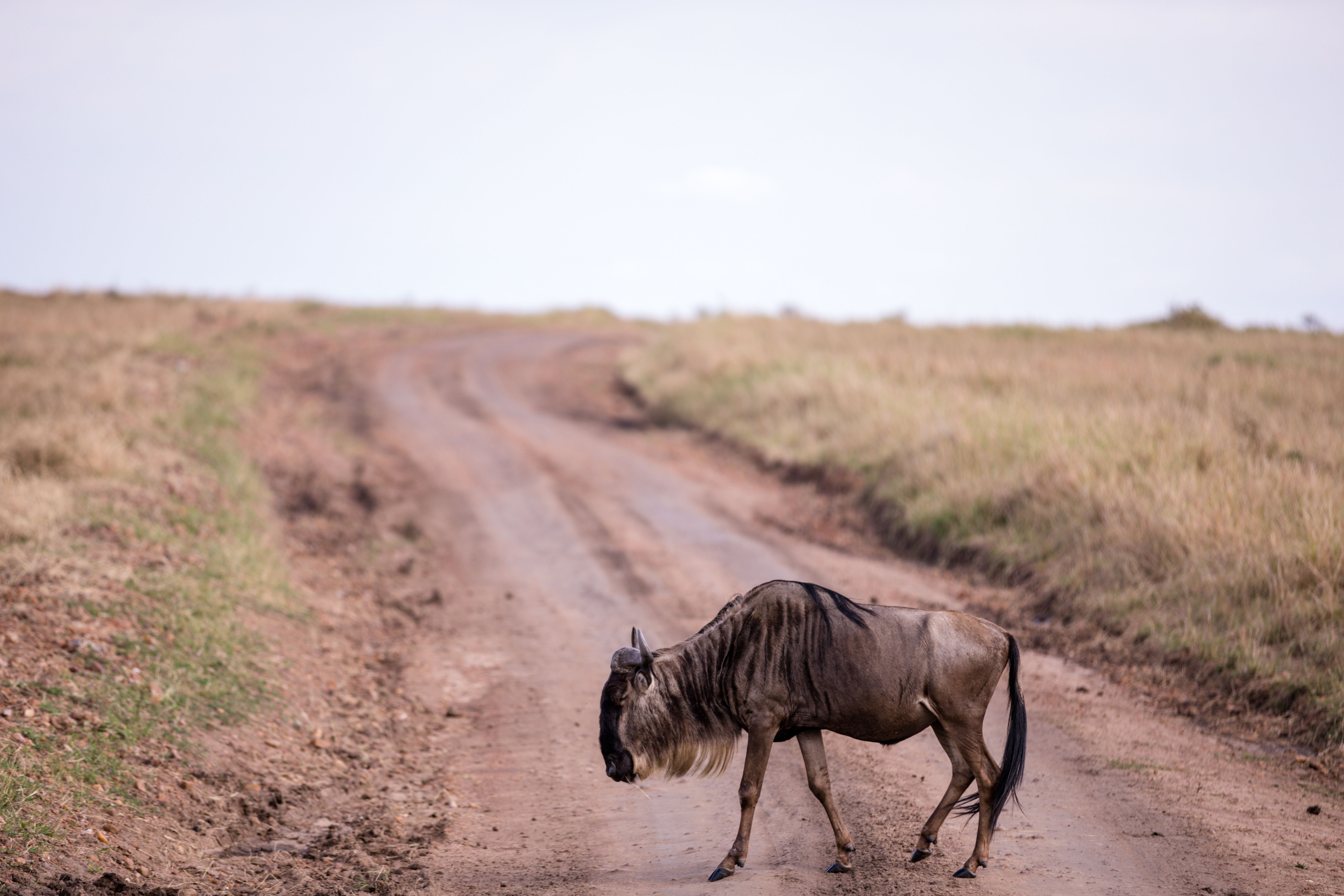 Wildebees สีฟ้า Photos, Download The BEST Free Wildebees สีฟ้า Stock ...