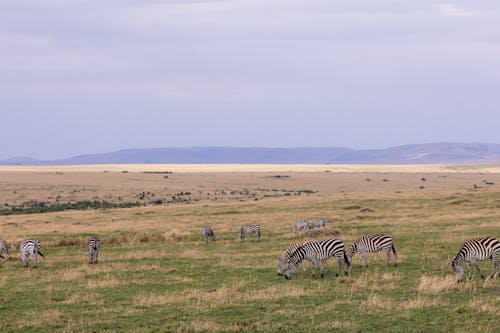 Wild zebras grazing in field in savanna