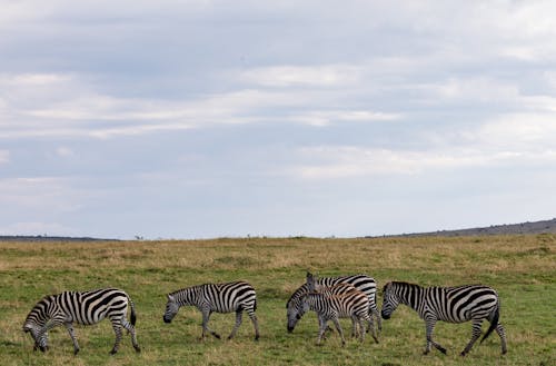 Herd of wild zebras walking in field with green grass placed in countryside under cloudy sky in daytime